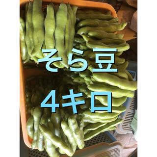 そら豆　4キロ(野菜)