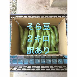 そら豆　2キロ  B品(野菜)