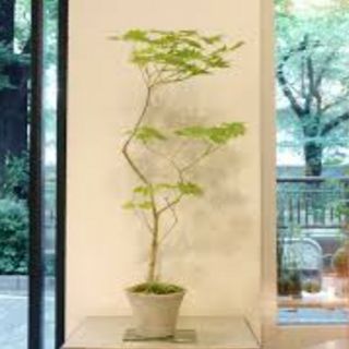 ハウチワカエデ 苗木 盆栽 観葉植物(その他)