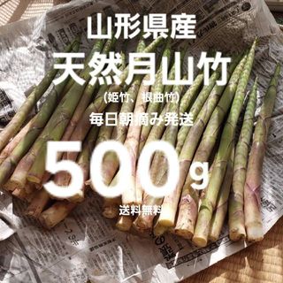 山形産　朝摘天然月山竹(根曲竹)約500g　姫竹　天麩羅　春野菜山菜根曲がり竹(野菜)