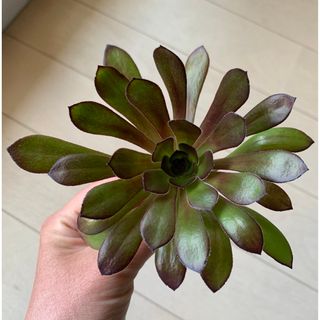 多肉植物　黒法師　直径13cm   カット苗　抜き苗発送(プランター)