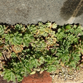 多肉植物   カット苗   マッコス(その他)