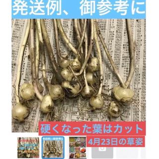 畑の横自生している  ノビル野蒜、薬用可、苗用可、食用可、12本+〆ランダム