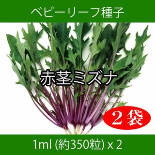 ベビーリーフ種子 B-20 赤茎ミズナ 1ml 約350粒 x 2袋(野菜)