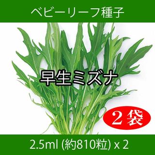 ベビーリーフ種子 B-18 早生ミズナ 2.5ml 約810粒 x 2袋(野菜)