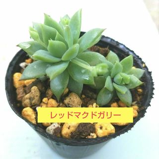 多肉植物　レッドマクドガリー　抜き苗(その他)