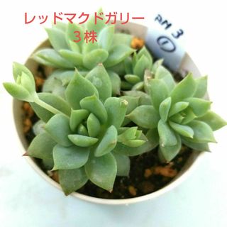 多肉植物　レッドマクドガリー　抜き苗(その他)