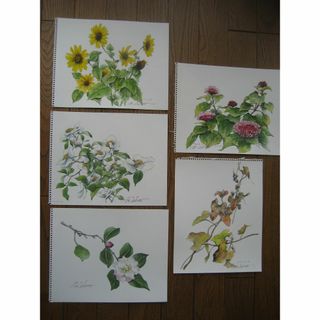 原画　季節の草花（その７１）水彩画５点(その他)