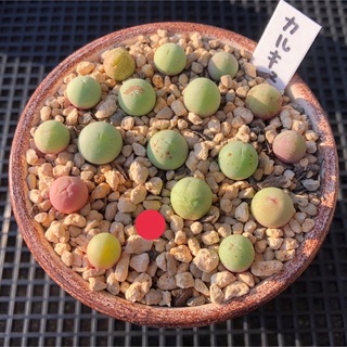 Conophytum calculus カルキュルス 翡翠玉 3苗(その他)