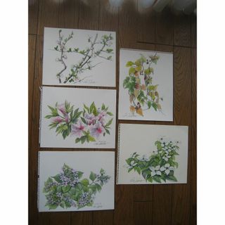 原画　季節の草花（その７２）水彩画５点(その他)