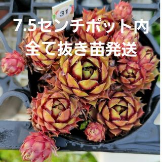 多肉植物　センペルビウム　ガイジェスター　7.5㎝ポット入り内全て抜き苗発送(その他)