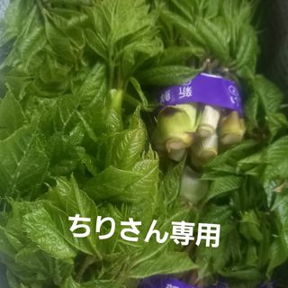 こしあぶら(野菜)