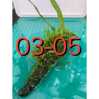 活着の逸品♪ ブセspクアラクヤン　ミクロソ・プテロプス　流木　新鮮水草②(アクアリウム)