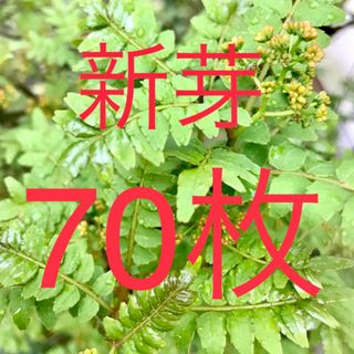 山椒の葉　木の芽　新芽　無農薬　70枚　ネコポスにて即日発送(野菜)