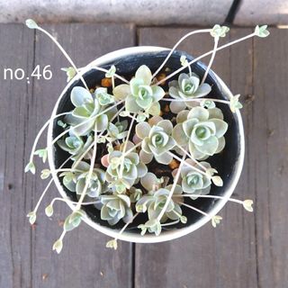 no.46多肉植物子持ち蓮華抜き苗(その他)