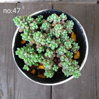 no.47多肉植物パープルヘイズ抜き苗