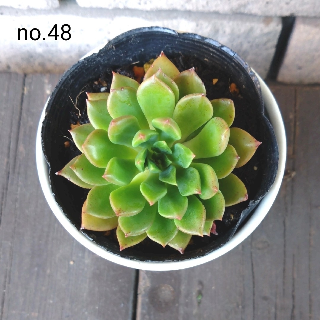 no.48多肉植物エメラルドリップ抜き苗 ハンドメイドのフラワー/ガーデン(その他)の商品写真