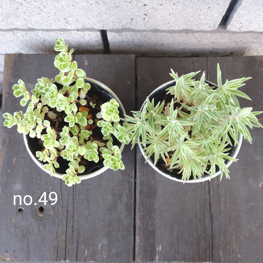 no.49多肉植物セダム抜き苗2種セット ハンドメイドのフラワー/ガーデン(その他)の商品写真