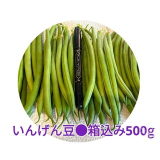 農家直送の朝採れ野菜いんげん豆箱込み500g(野菜)