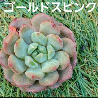 ゴールドスピンク❤︎カット苗 多肉植物  1つ