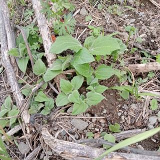 ヤーコンの苗 5本(野菜)