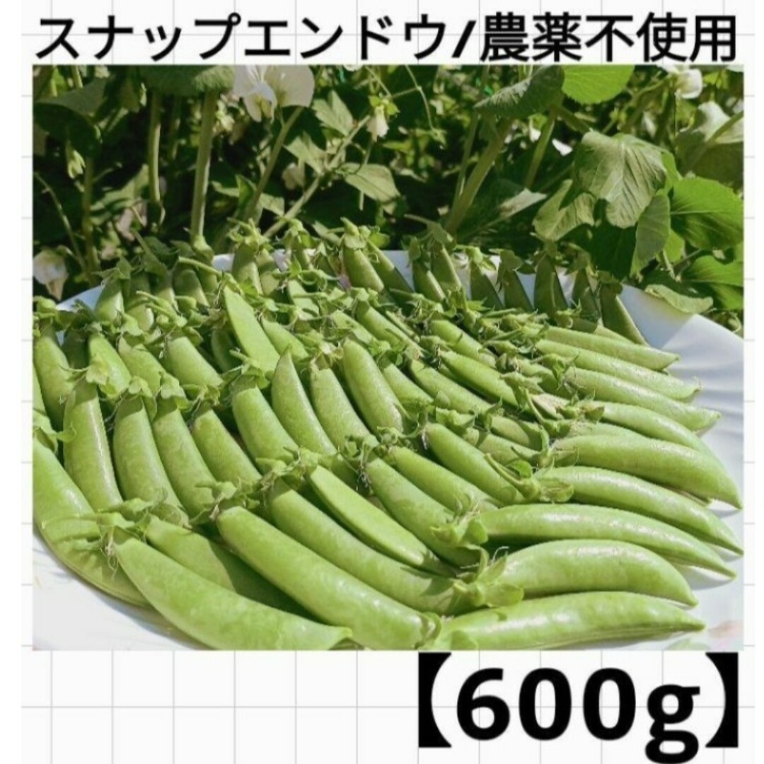 【600g】スナップエンドウ/農薬不使用/朝採れ 食品/飲料/酒の食品(野菜)の商品写真