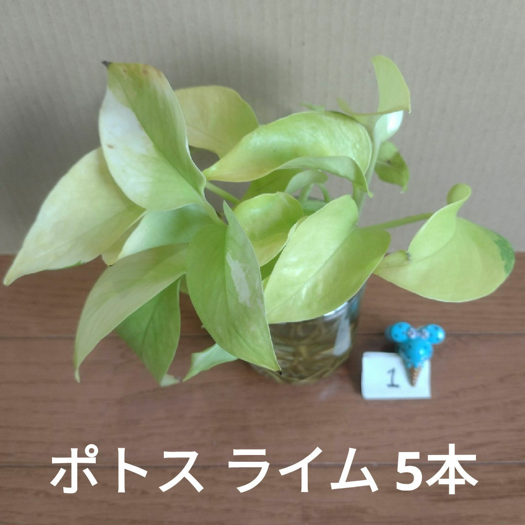 【観葉植物】ポトス ライム ① ハンドメイドのフラワー/ガーデン(その他)の商品写真