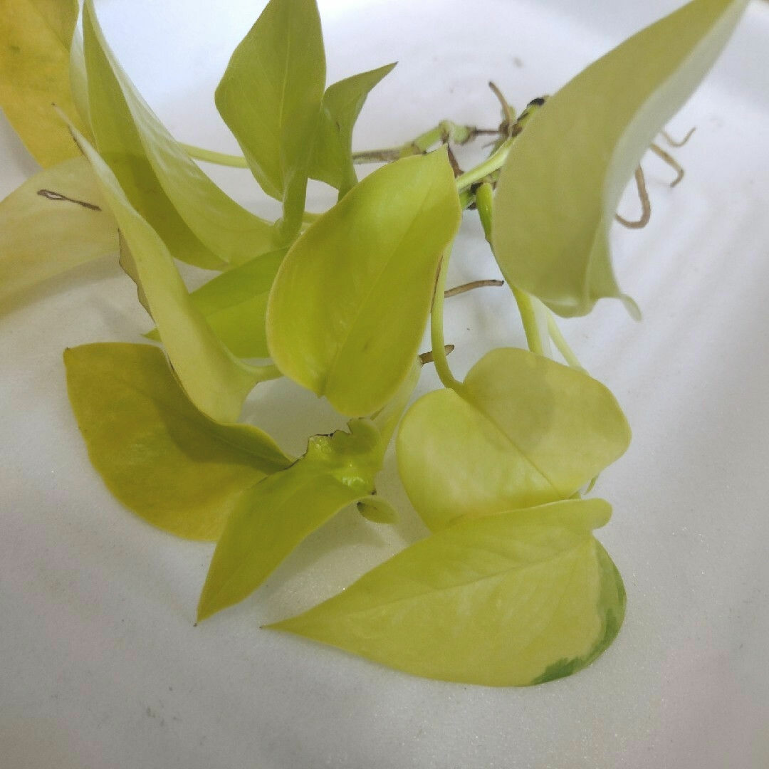 【観葉植物】ポトス ライム ② ハンドメイドのフラワー/ガーデン(その他)の商品写真