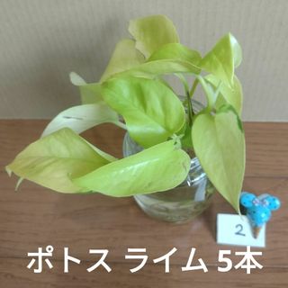 【観葉植物】ポトス ライム ②(その他)