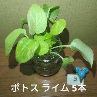 【観葉植物】ポトス ライム ③(その他)