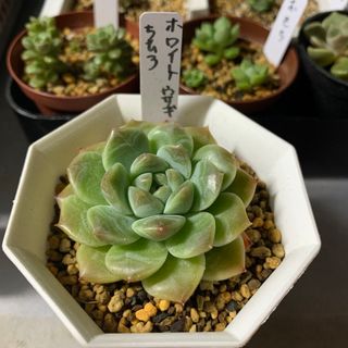 多肉植物　ホワイトウサギｘ千尋(その他)