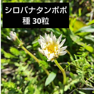 【匿名配送】シロバナタンポポ 種 30粒(その他)