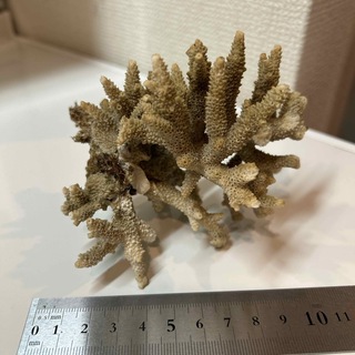 沖縄産　サンゴ　天然サンゴ(アクアリウム)