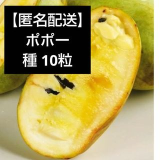 【匿名配送】ポポー 種 10粒(その他)