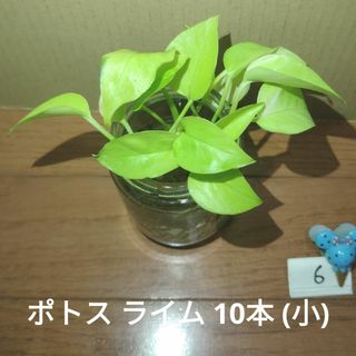 【観葉植物】ポトス ライム ⑥(その他)