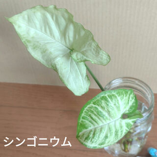 【観葉植物】シンゴニウム ①(その他)