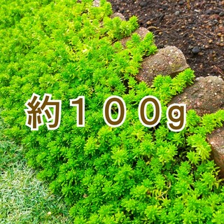 多肉植物　万年草　100g(その他)