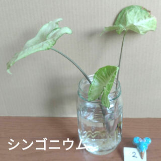 【観葉植物】シンゴニウム ②(その他)