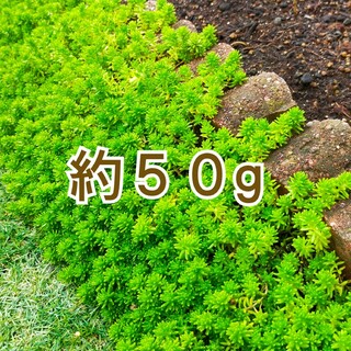 多肉植物　万年草　50g(その他)