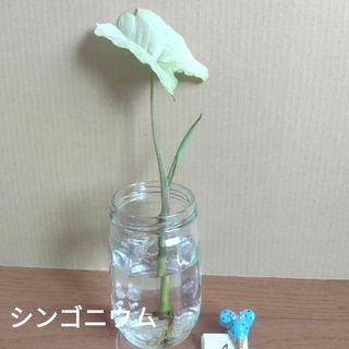 【観葉植物】シンゴニウム ④(その他)