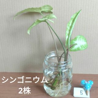 【観葉植物】シンゴニウム ⑤(その他)