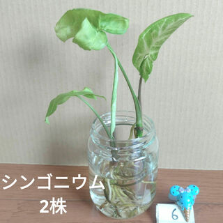 【観葉植物】シンゴニウム ⑥(その他)