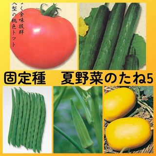 固定種夏野菜の種5●トマト+キュウリ+インゲン+オクラ+マクワウリ(その他)