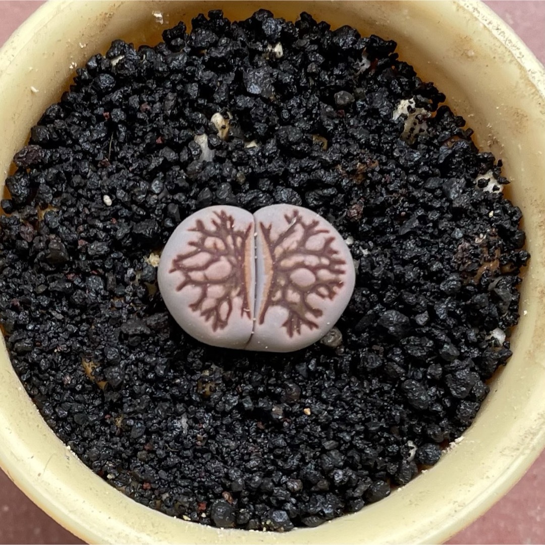 Lithops julii ssp.fulleri‘Kikushogyoku' ハンドメイドのフラワー/ガーデン(その他)の商品写真