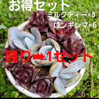 残り➡︎1セット♡9個セット♡カット苗 多肉植物 ミルクティー ロンギシマ(その他)