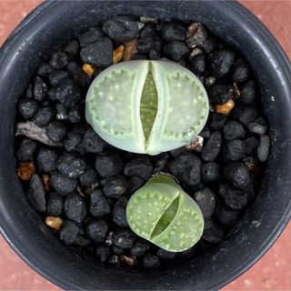 ゜'・:*☆。Lithops  緑福来゜'・:*☆。(その他)