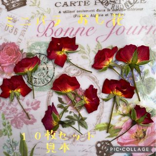 ミニ薔薇のおし花10輪セット&蕾2個付き★ドライフラワー花材★ハンドメイド素材★(各種パーツ)