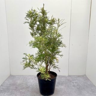 グレビレア　ココナッツアイス【現品】観葉植物　庭木(その他)