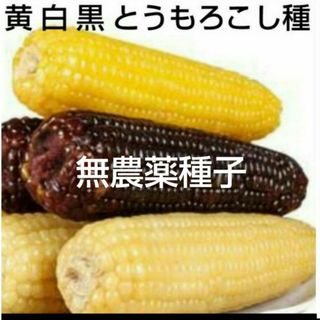 野菜　種　セット　トウモロコシ(その他)