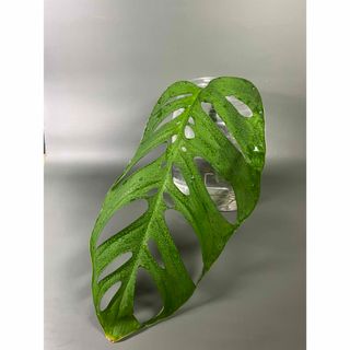 モンステラ　エスケレート　Monstera esqueleto 6(その他)